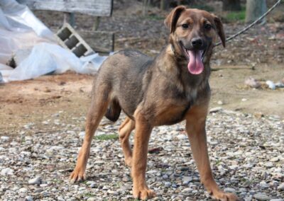 Tierschutzverein Bellas Pfotenhilfe Hunderettung Bosnien Hund adoptieren Asta