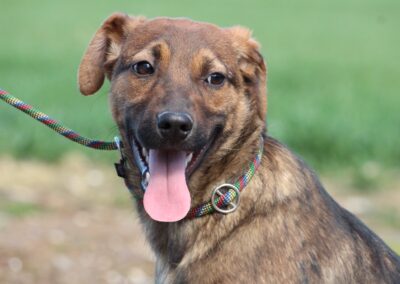 Tierschutzverein Bellas Pfotenhilfe Hunderettung Bosnien Hund adoptieren Asta