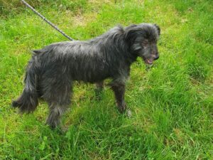 Tierschutzverein Bellas Pfotenhilfe Hunderettung Bosnien Hund adoptieren Duschka