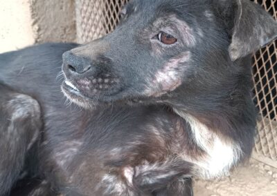 Tierschutzverein Bellas Pfotenhilfe Hunderettung Bosnien Hund adoptieren Imani