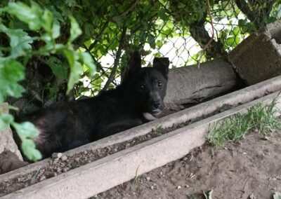 Tierschutzverein Bellas Pfotenhilfe Hunderettung Bosnien Hund adoptieren Imani