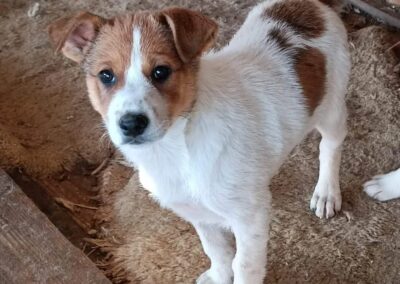 Tierschutzverein Bellas Pfotenhilfe Hunderettung Bosnien Hund adoptieren Jojo