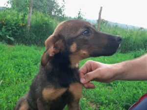 Tierschutzverein Bellas Pfotenhilfe Hunderettung Bosnien Hund adoptieren Kensie