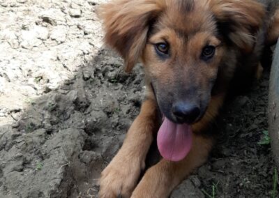 Tierschutzverein Bellas Pfotenhilfe Hunderettung Bosnien Hund adoptieren Kessie