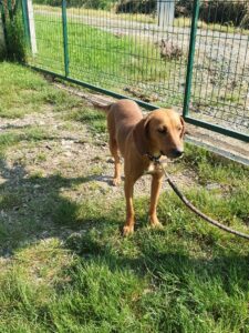 Tierschutzverein Bellas Pfotenhilfe Hunderettung Bosnien Hund adoptieren Kimmy