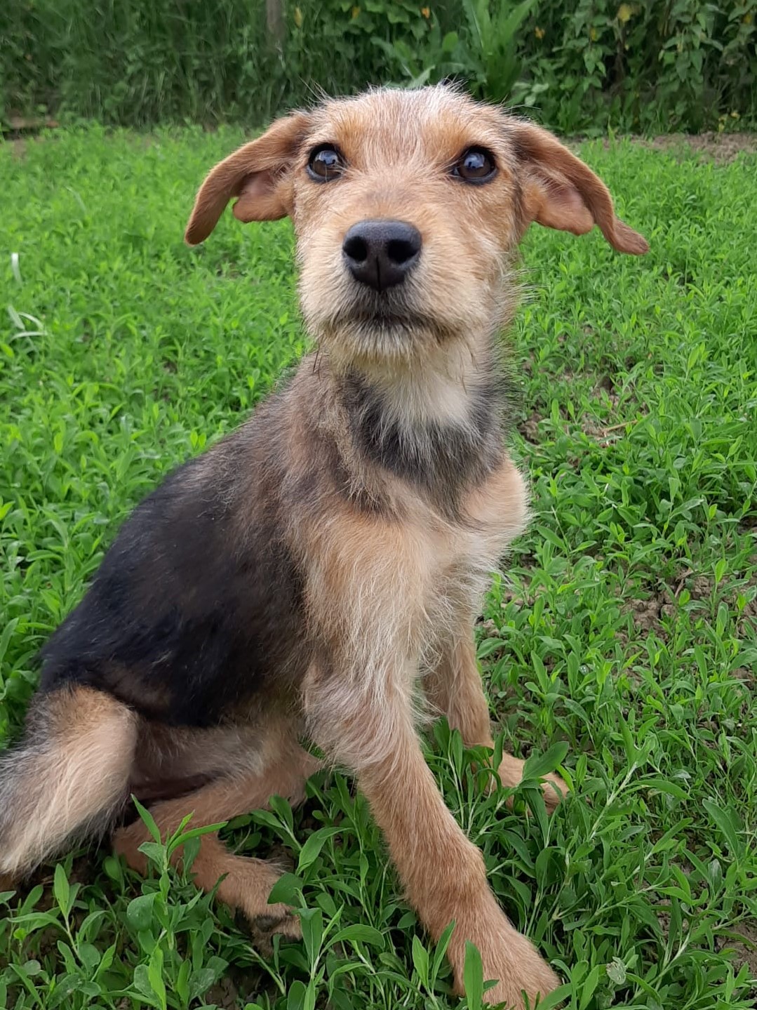 Tierschutzverein Bellas Pfotenhilfe Hunderettung Bosnien Hund adoptieren Kleopatra