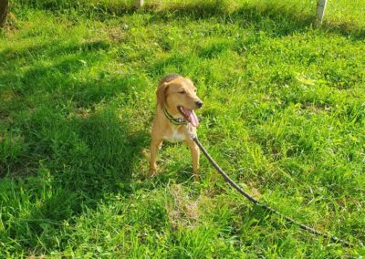 Tierschutzverein Bellas Pfotenhilfe Hunderettung Bosnien Hund adoptieren Linka