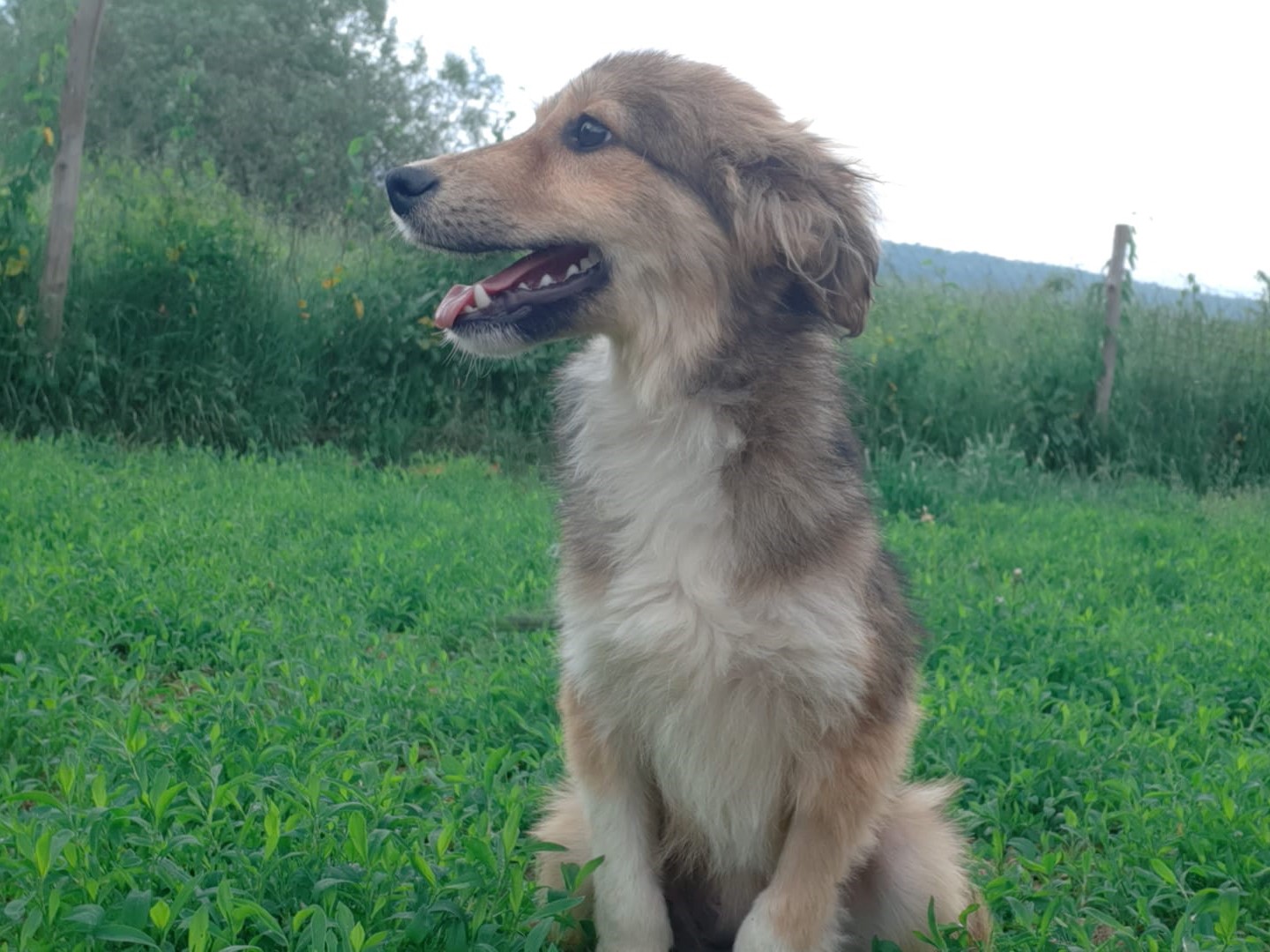 Tierschutzverein Bellas Pfotenhilfe Hunderettung Bosnien Hund adoptieren Lonny