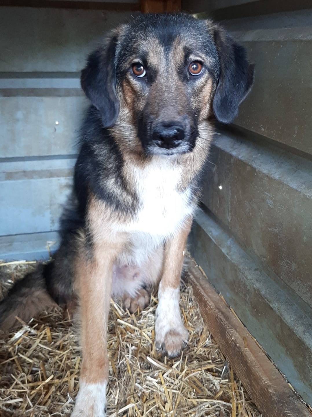 Tierschutzverein Bellas Pfotenhilfe Hunderettung Bosnien Hund adoptieren Lucky