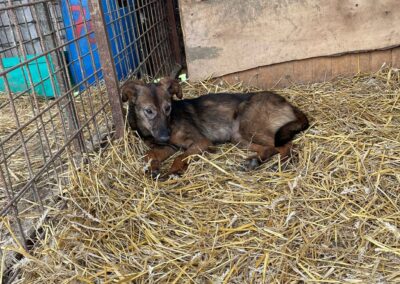 Tierschutzverein Bellas Pfotenhilfe Hunderettung Bosnien Hund adoptieren Malaika