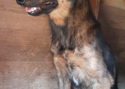 Tierschutzverein Bellas Pfotenhilfe Hunderettung Bosnien Hund adoptieren Malaika