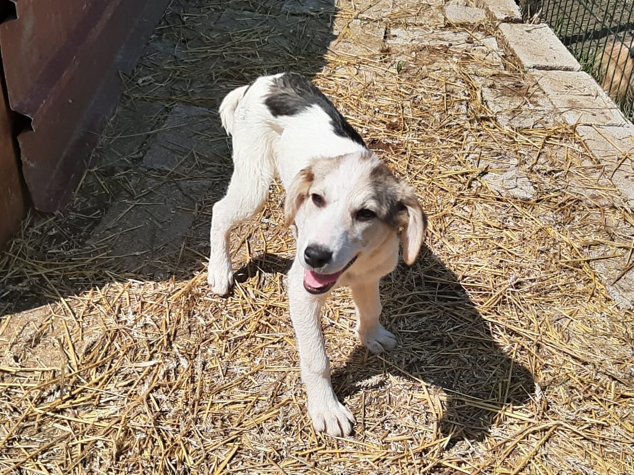Tierschutzverein Bellas Pfotenhilfe Hunderettung Bosnien Hund adoptieren Malik