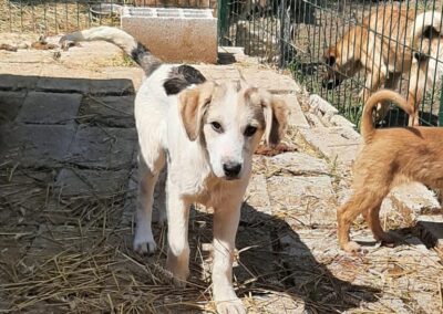 Tierschutzverein Bellas Pfotenhilfe Hunderettung Bosnien Hund adoptieren Malik