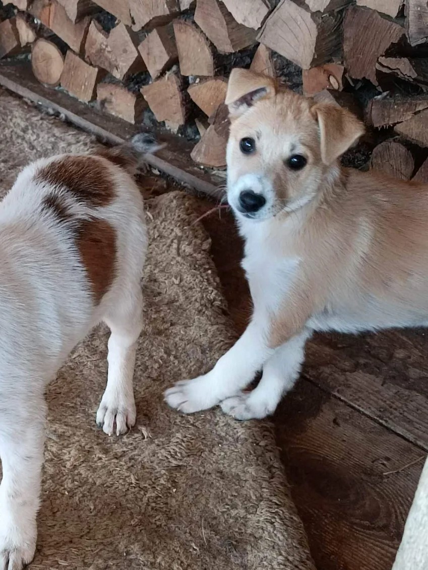 Tierschutzverein Bellas Pfotenhilfe Hunderettung Bosnien Hund adoptieren Minky