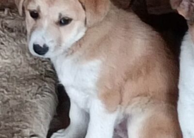 Tierschutzverein Bellas Pfotenhilfe Hunderettung Bosnien Hund adoptieren Minky