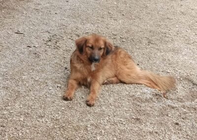 Tierschutzverein Bellas Pfotenhilfe Hunderettung Bosnien Hund adoptieren Namenspate gesucht 02