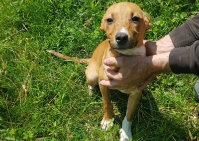 Tierschutzverein Bellas Pfotenhilfe Hunderettung Bosnien Hund adoptieren Namenspate gesucht 05