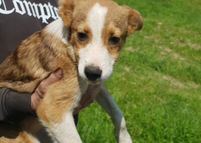 Tierschutzverein Bellas Pfotenhilfe Hunderettung Bosnien Hund adoptieren Namenspate gesucht 06
