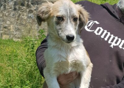 Tierschutzverein Bellas Pfotenhilfe Hunderettung Bosnien Hund adoptieren Mali