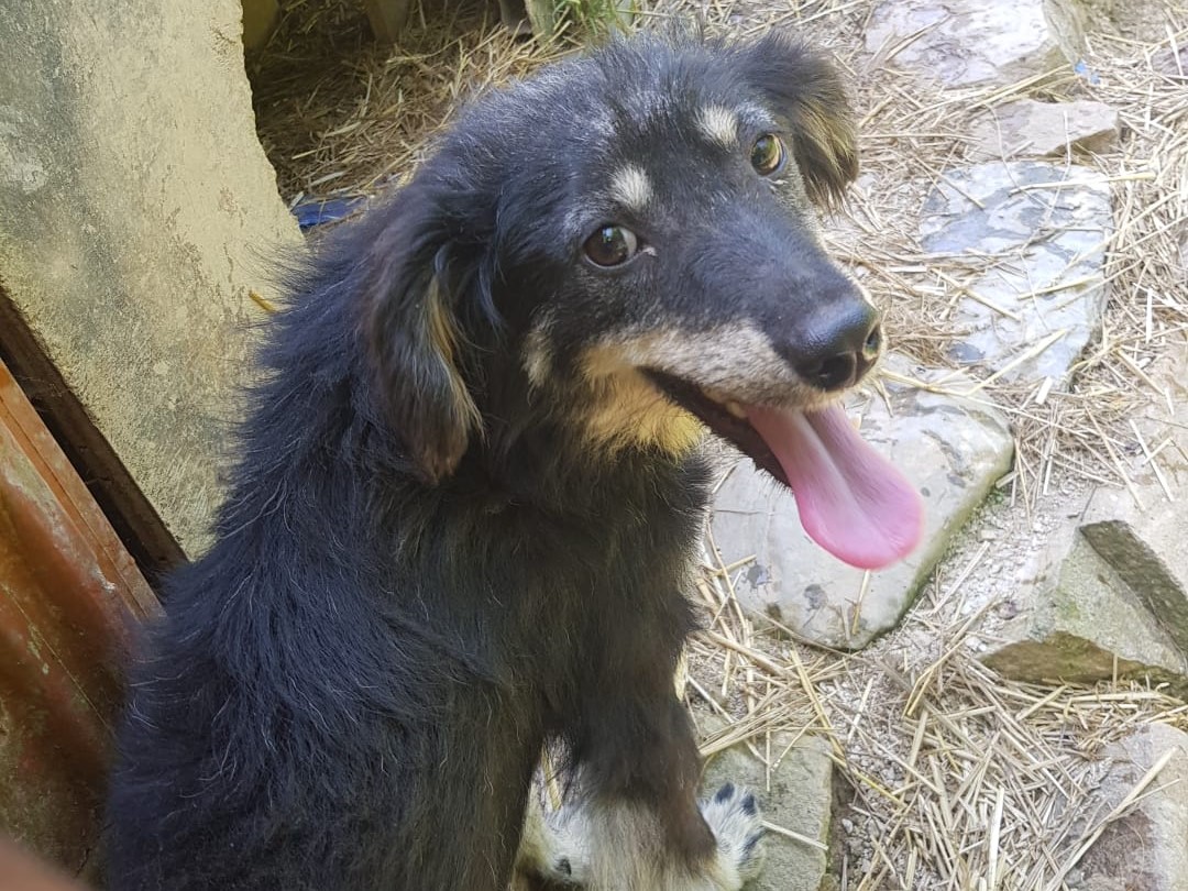 Tierschutzverein Bellas Pfotenhilfe Hunderettung Bosnien Hund adoptieren Namenspate gesucht 09