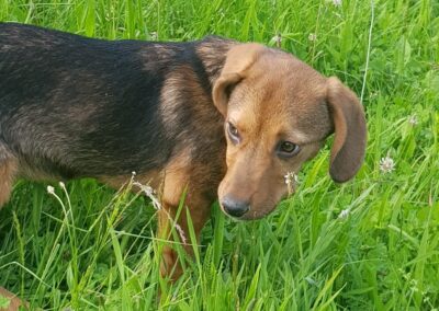 Tierschutzverein Bellas Pfotenhilfe Hunderettung Bosnien Hund adoptieren Nala