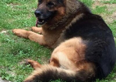 Tierschutzverein Bellas Pfotenhilfe Hunderettung Bosnien Hund adoptieren Opi Max