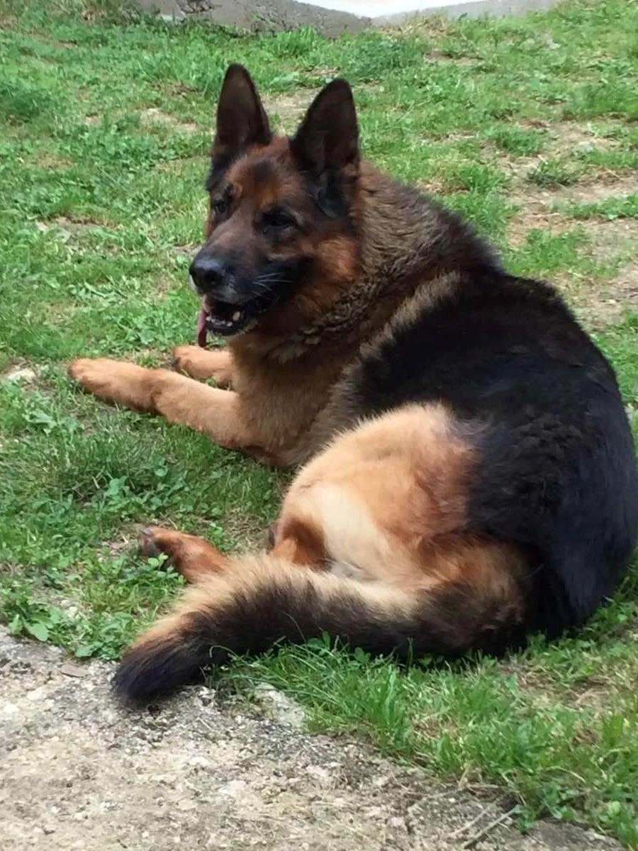 Tierschutzverein Bellas Pfotenhilfe Hunderettung Bosnien Hund adoptieren Opi Max