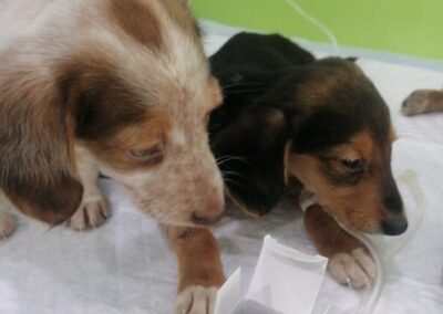 Tierschutzverein Bellas Pfotenhilfe Hunderettung Bosnien Hund adoptieren Spendenaufruf Parvovirus Babys
