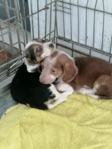 Tierschutzverein Bellas Pfotenhilfe Hunderettung Bosnien Hund adoptieren Spendenaufruf Parvovirus Babys