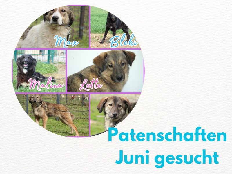 Tierschutzverein Bellas Pfotenhilfe Hunderettung Bosnien Hund adoptieren Patenschaften Futter für Hunde