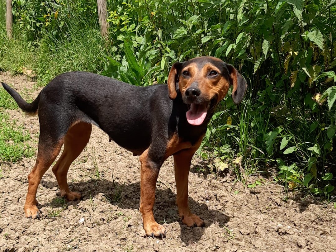 tierschutzverein-bellas-pfotenhilfe-hunderettung-bosnien-hund-adoptieren-pip-1-010 Tierschutzverein Bellas Pfotenhilfe Hunderettung Bosnien Hund adoptieren Pip