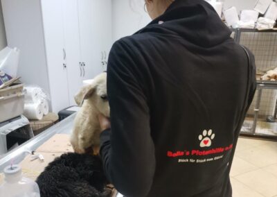 Tierschutzverein Bellas Pfotenhilfe Hunderettung Bosnien Hund adoptieren Hunde in Not Rettungsaktion