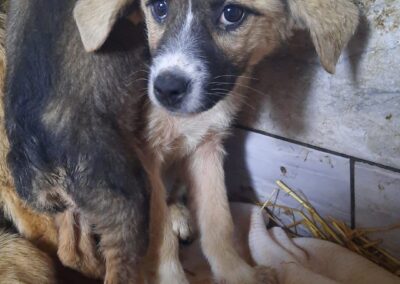 Tierschutzverein Bellas Pfotenhilfe Hunderettung Bosnien Hund adoptieren Hunde in Not Rettungsaktion