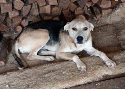 Tierschutzverein Bellas Pfotenhilfe Hunderettung Bosnien Hund adoptieren Via