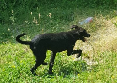 Tierschutzverein Bellas Pfotenhilfe Hunderettung Bosnien Hund adoptieren Vino