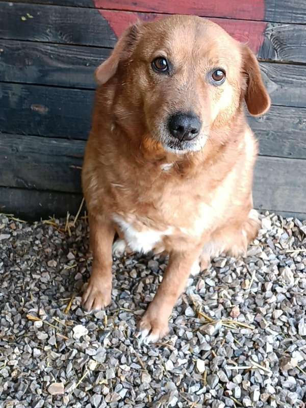 asha_adoption_hündin Tierschutzverein Bellas Pfotenhilfe Hunderettung Bosnien Hund adoptieren Bärchen