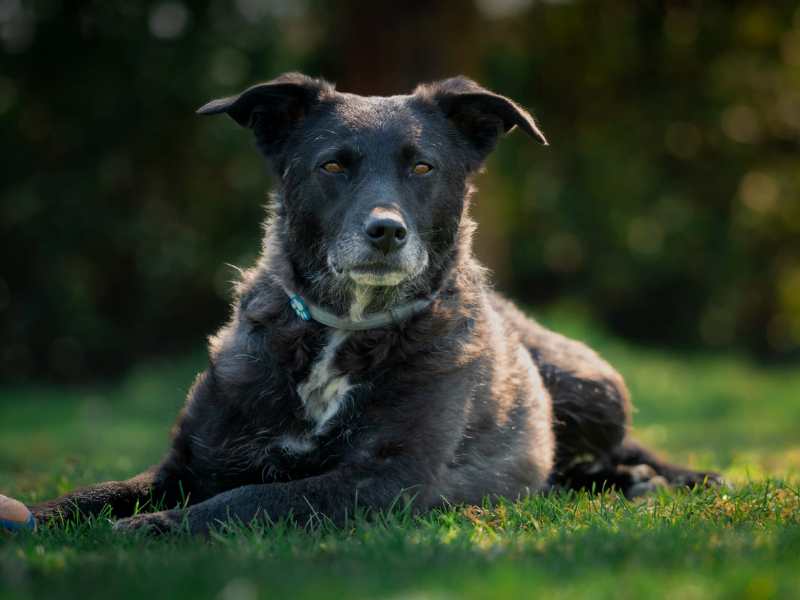 Bärchen (bereits in Deutschland)