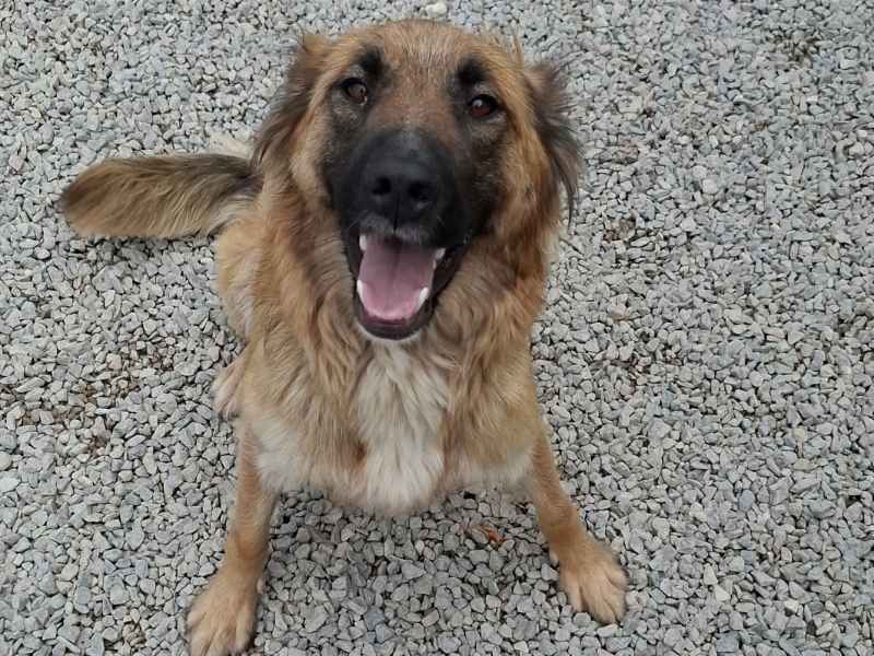 frieda_hündin_adoptieren Tierschutzverein Bellas Pfotenhilfe Hunderettung Bosnien Hund adoptieren Bärchen
