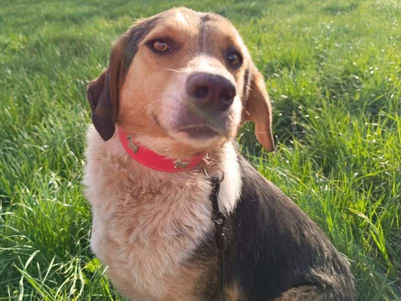logan_adoptieren_rüde Tierschutzverein Bellas Pfotenhilfe Hunderettung Bosnien Hund adoptieren Logan
