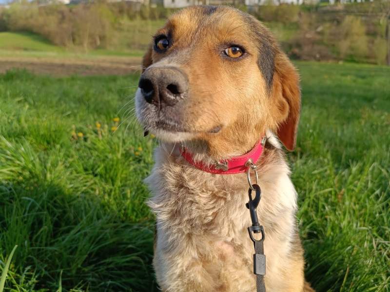 logan_rüde_adoptieren Tierschutzverein Bellas Pfotenhilfe Hunderettung Bosnien Hund adoptieren Logan