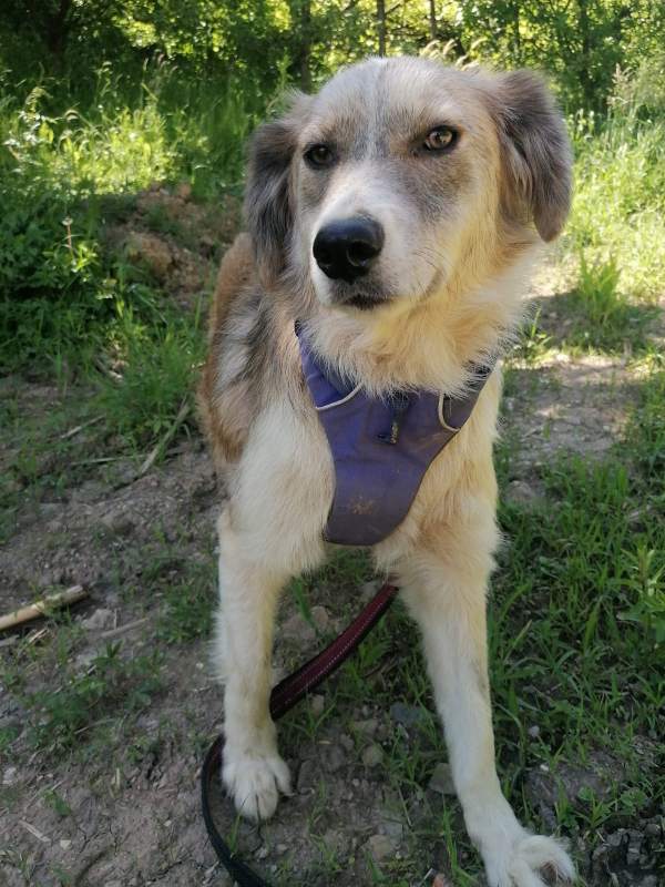 Tierschutzverein Bellas Pfotenhilfe Hunderettung Bosnien Hund adoptieren Mali