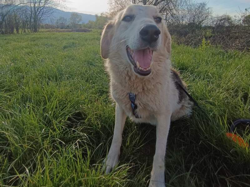 malik_adoption_rüde Tierschutzverein Bellas Pfotenhilfe Hunderettung Bosnien Hund adoptieren Malik
