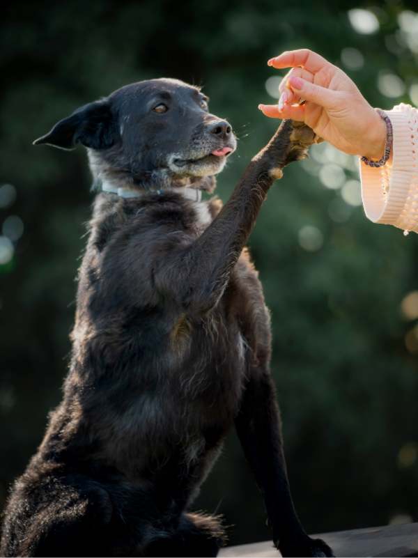 Tierschutzverein Bellas Pfotenhilfe Hunderettung Bosnien Hund adoptieren Bärchen