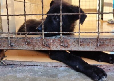 Tierschutzverein Bellas Pfotenhilfe Hunderettung Bosnien Hund adoptieren Bärchen