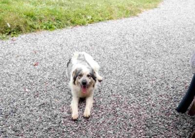 Tierschutzverein Bellas Pfotenhilfe Hunderettung Bosnien Hund adoptieren Bella