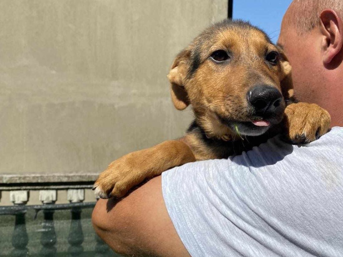 Tierschutzverein Bellas Pfotenhilfe Hunderettung Bosnien Hund adoptieren Bob