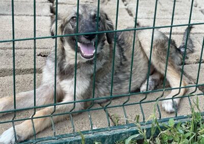 Tierschutzverein Bellas Pfotenhilfe Hunderettung Bosnien Hund adoptieren Buki