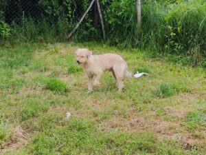 Tierschutzverein Bellas Pfotenhilfe Hunderettung Bosnien Hund adoptieren Felix