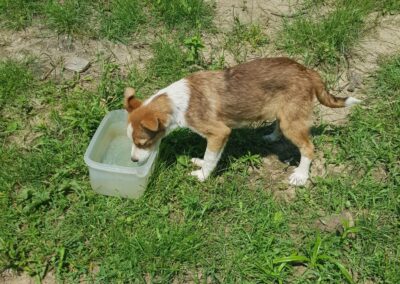 Tierschutzverein Bellas Pfotenhilfe Hunderettung Bosnien Hund adoptieren Josie