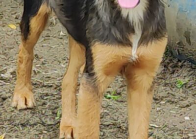 Tierschutzverein Bellas Pfotenhilfe Hunderettung Bosnien Hund adoptieren Kessie